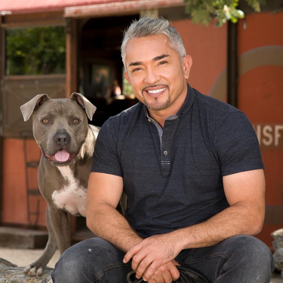 Cesar Millan «Der Hundeflüsterer» kommt nach Zürich bäckstage.ch